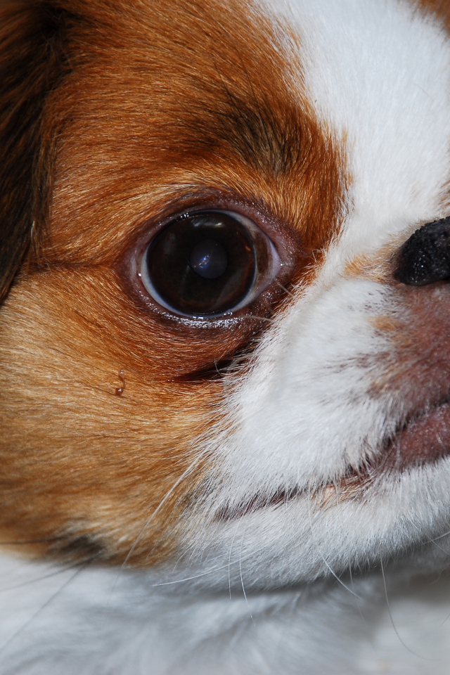 Забавный японский хин