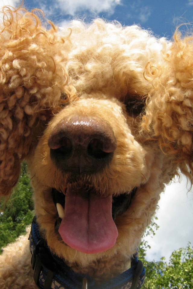 Забавный коричневый пудель