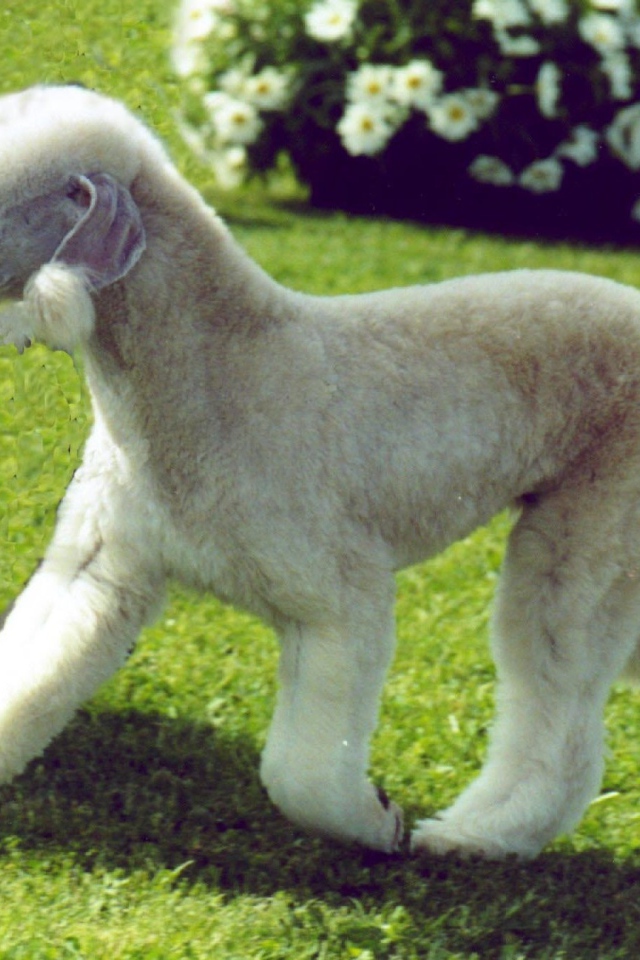 Забавный пес бедлингтон терьер