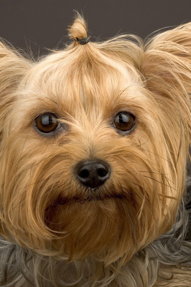 Забавный пес йоркширский терьер