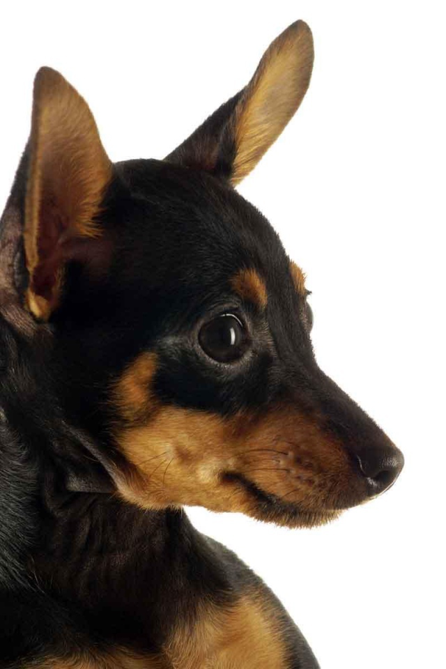 Забавная собака чихуахуа