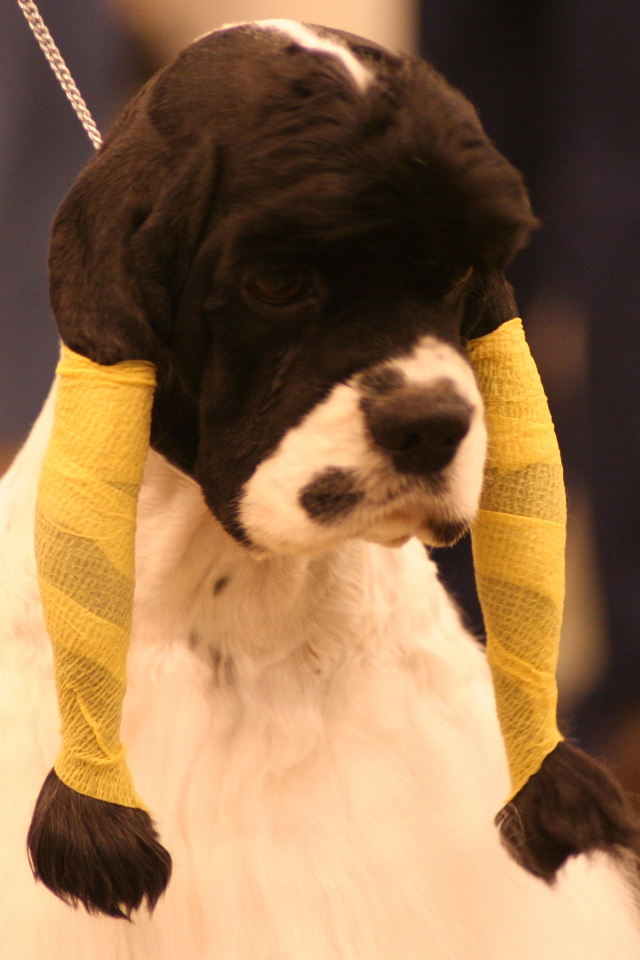 Забавная прическа американского кокер спаниеля