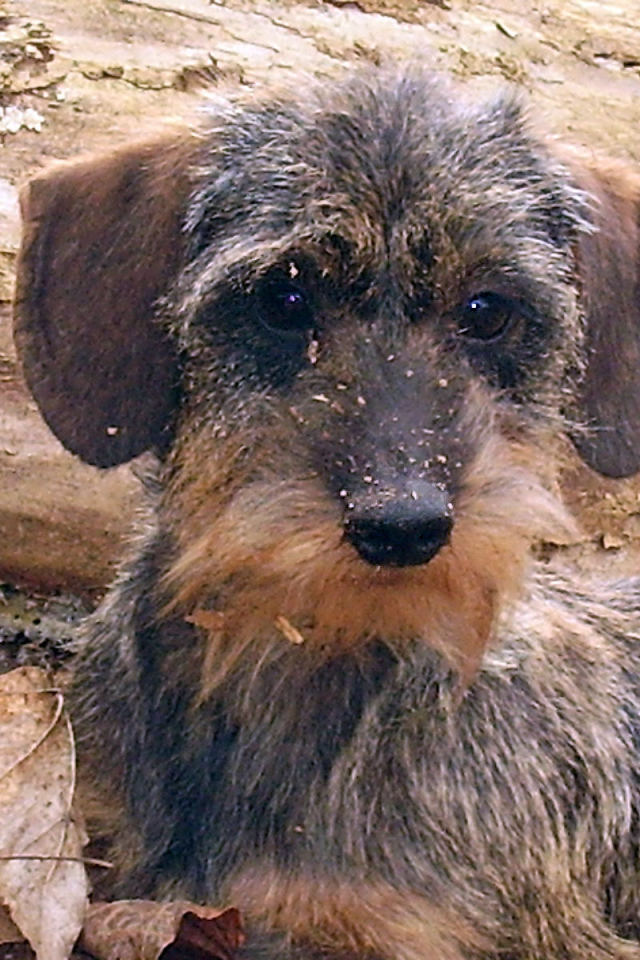 Пушистая такса в лесу