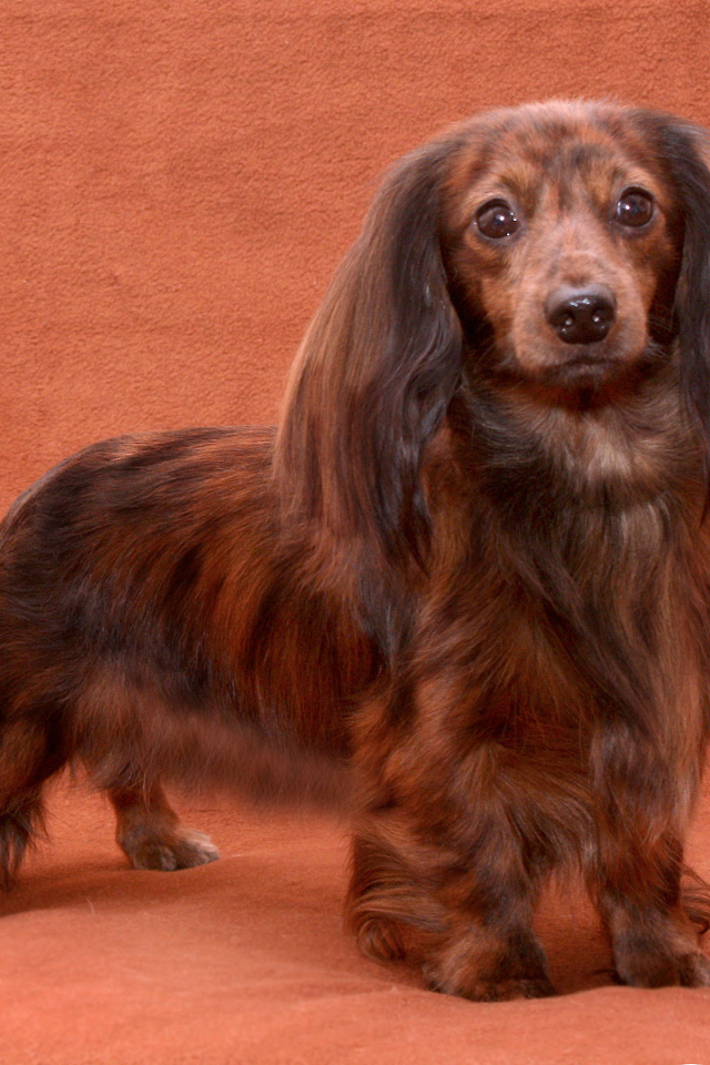 Пушистая такса позирует