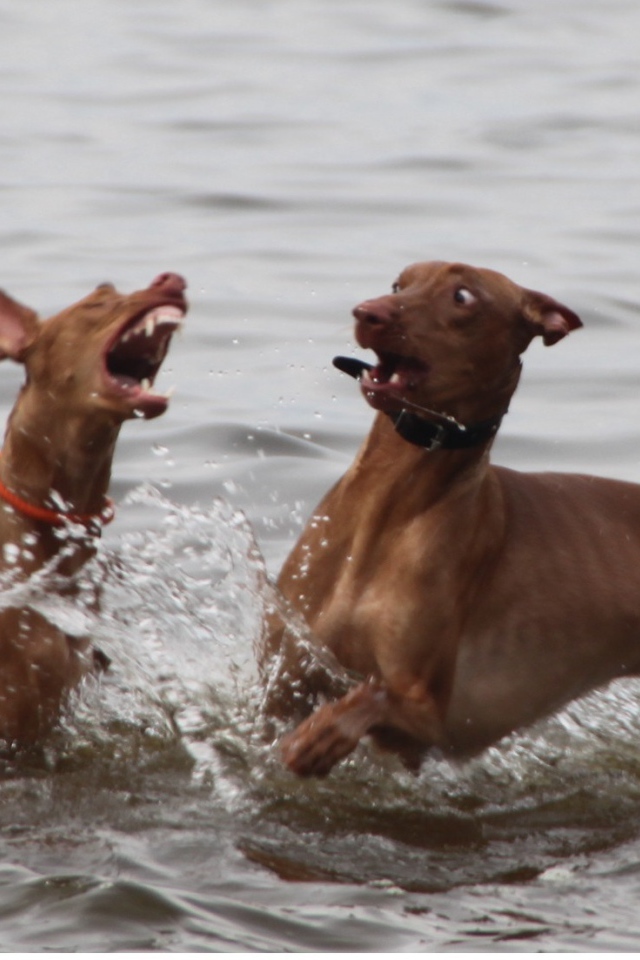 Игры фараоновых собак в воде