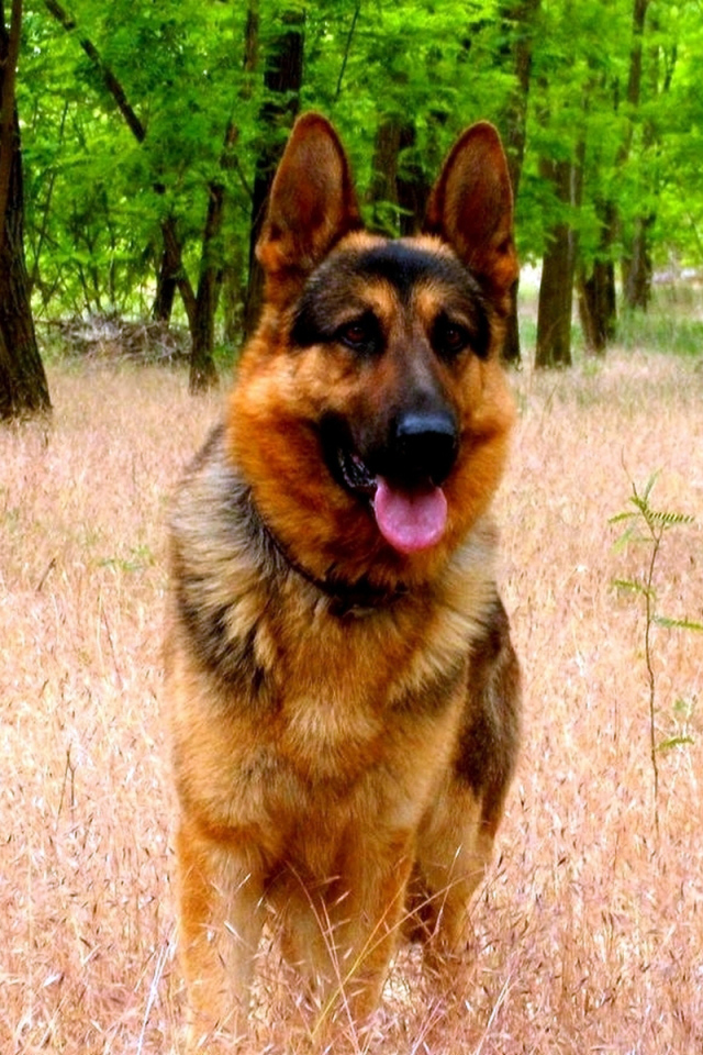 Немецкая овчарка в парке