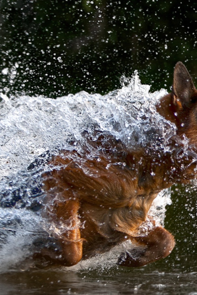 German Shepherd Dog running in water