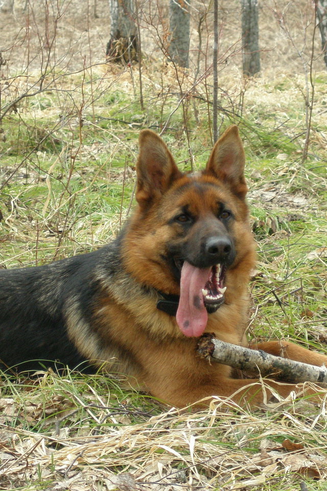 Немецкая овчарка с длинным языком