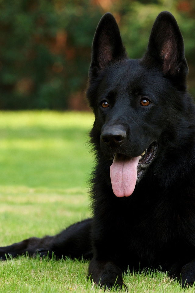 Немецкая овчарка черного цвета