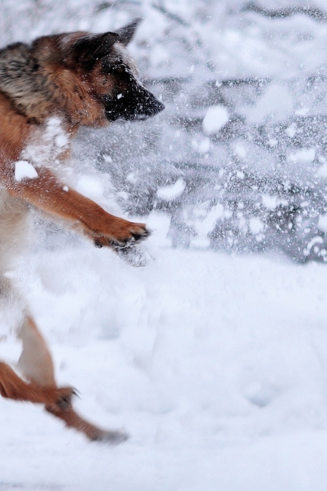 Немецкая овчарка ловит снежки