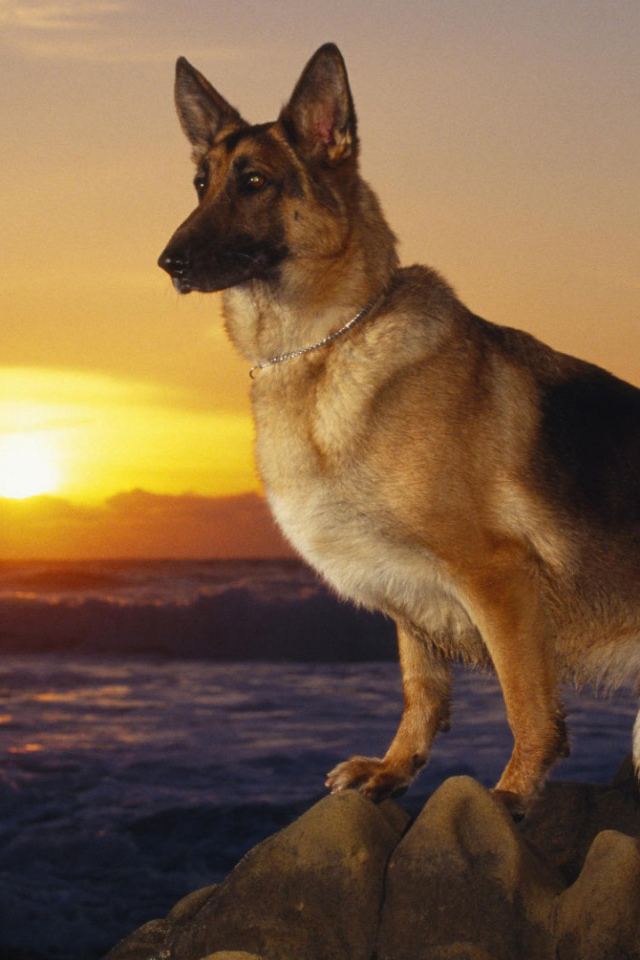 Немецкая овчарка на фоне заката
