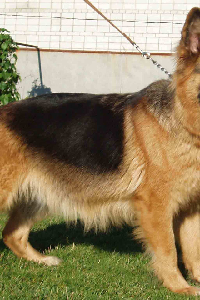 Немецкая овчарка на поводке