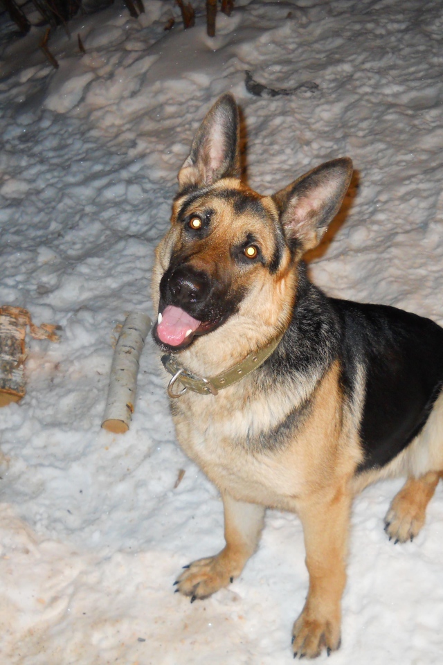 Немецкая овчарка с горящими глазами