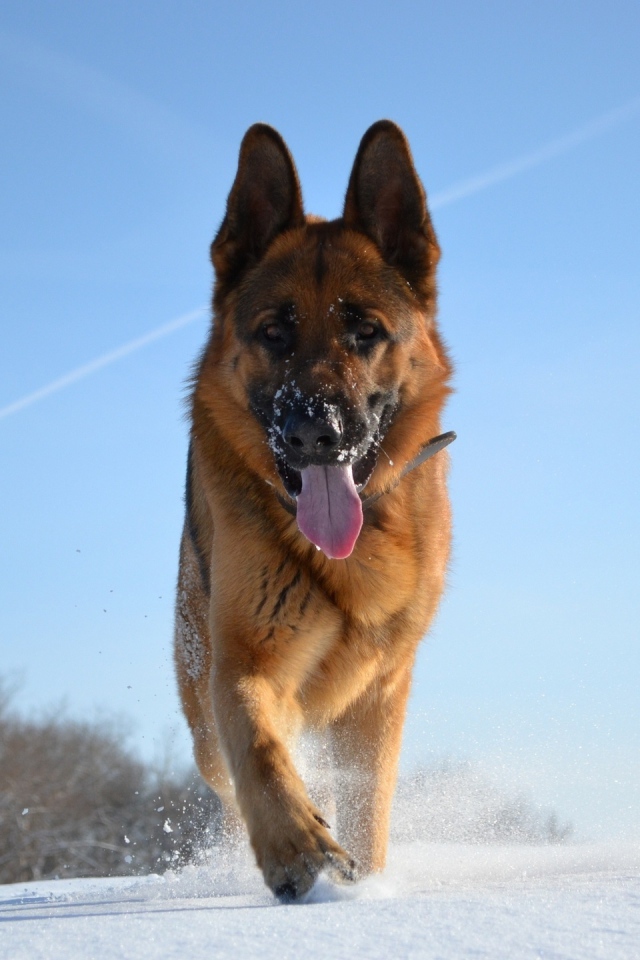 German Shepherd on a winter day