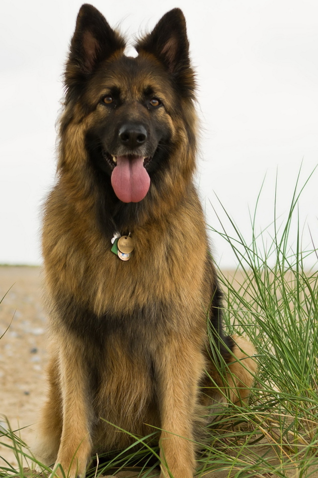 Немецкая овчарка на берегу