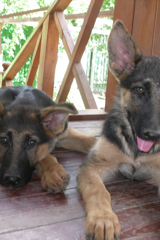 Щенки немецкой овчарки отдыхают на веранде