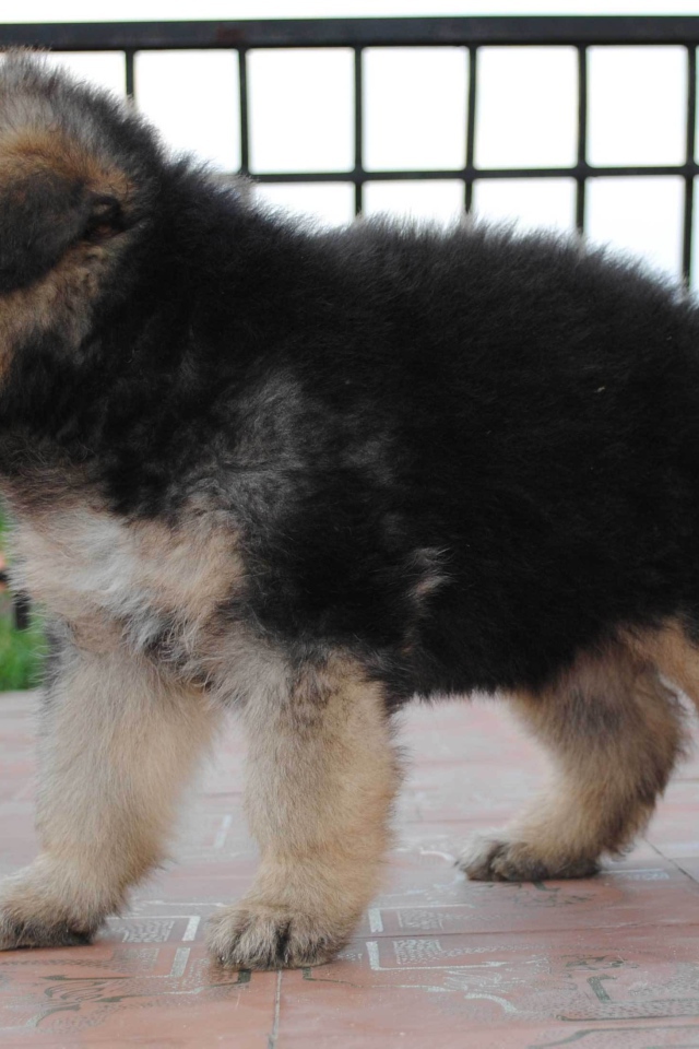 Щенок немецкой овчарки