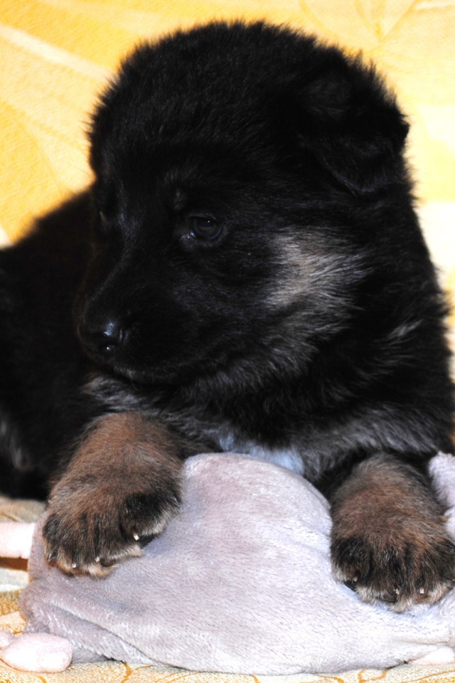 Щенок немецкой овчарки черного цвета