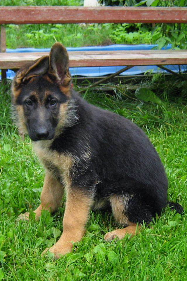 Щенок немецкой овчарки у скамейки