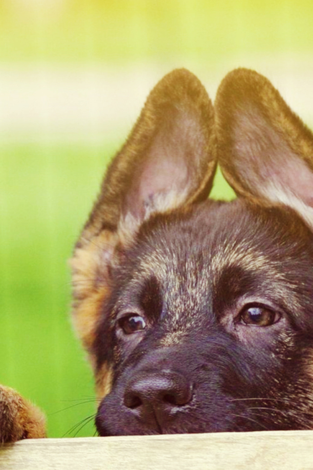 Щенок немецкой овчарки выглядывает