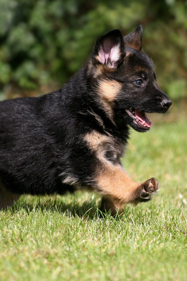 Щенок немецкой овчарки бежит по траве