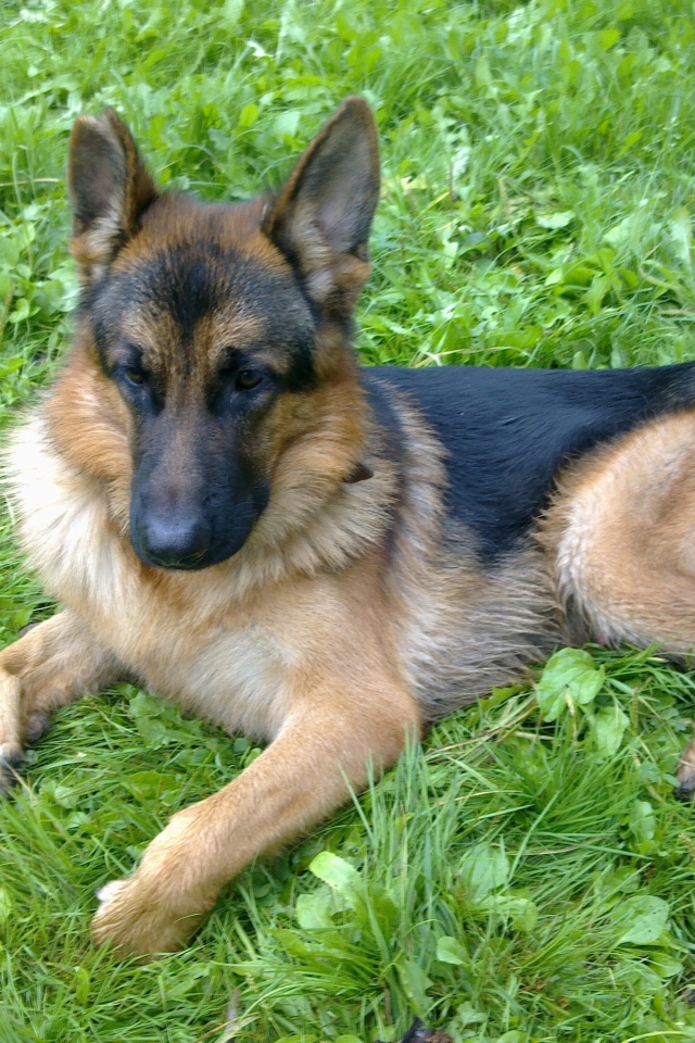 Немецкая овчарка отдыхает на траве