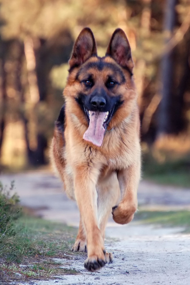 Немецкая овчарка бежит по дороге