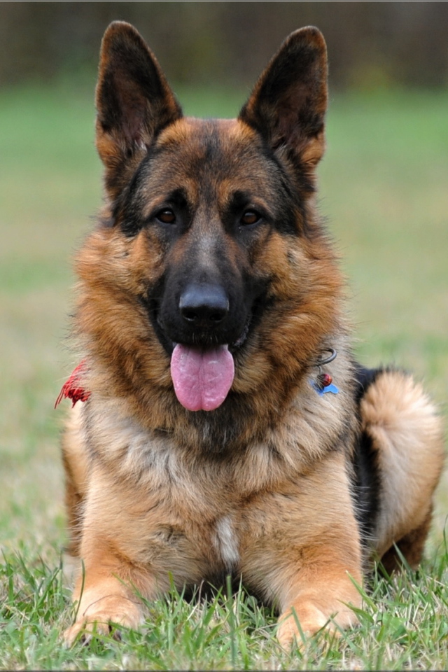 Немецкая овчарка навострила уши