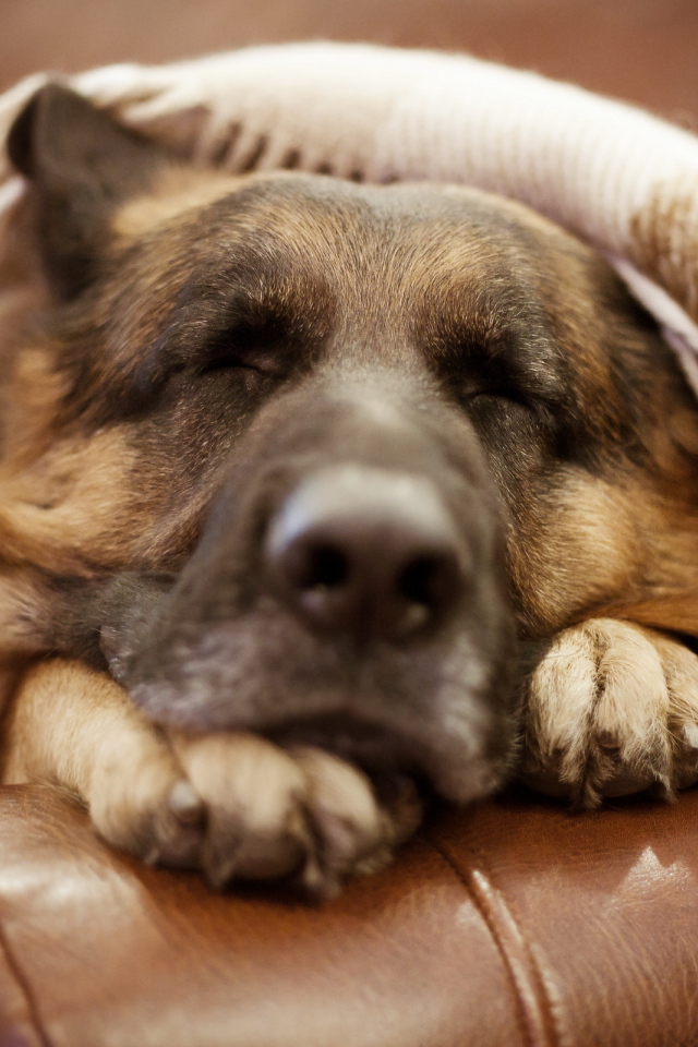 Немецкая овчарка спит