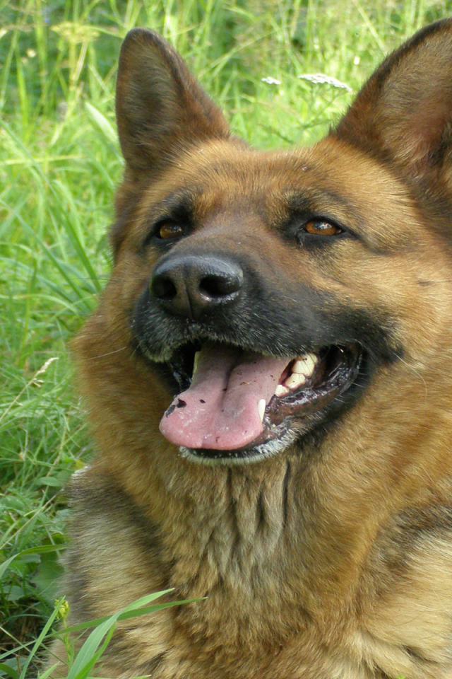 Немецкая овчарка улыбается