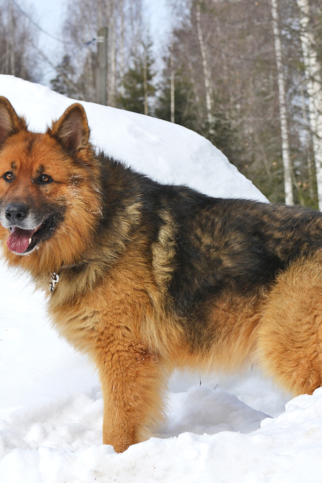 Немецкая овчарка стоит в сугробе