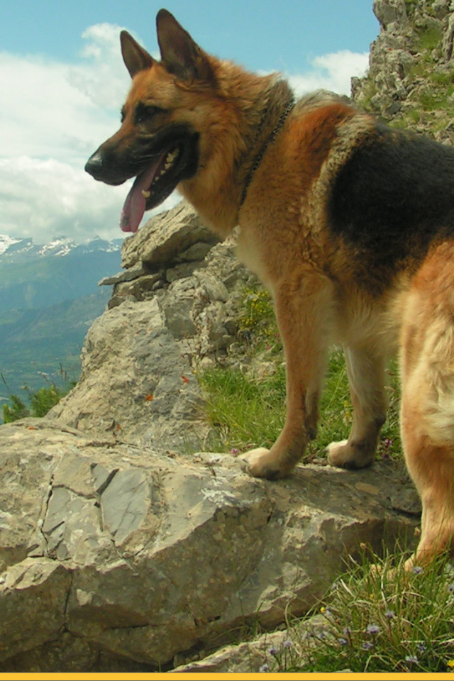 Немецкая овчарка среди скал