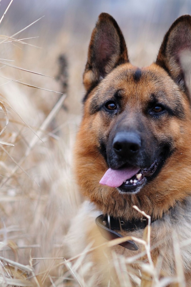Собака немецкая овчарка в зарослях