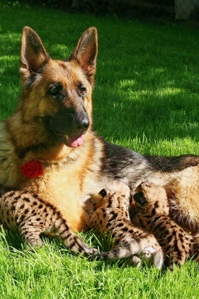 Немецкая овчарка кормит детей леопарда