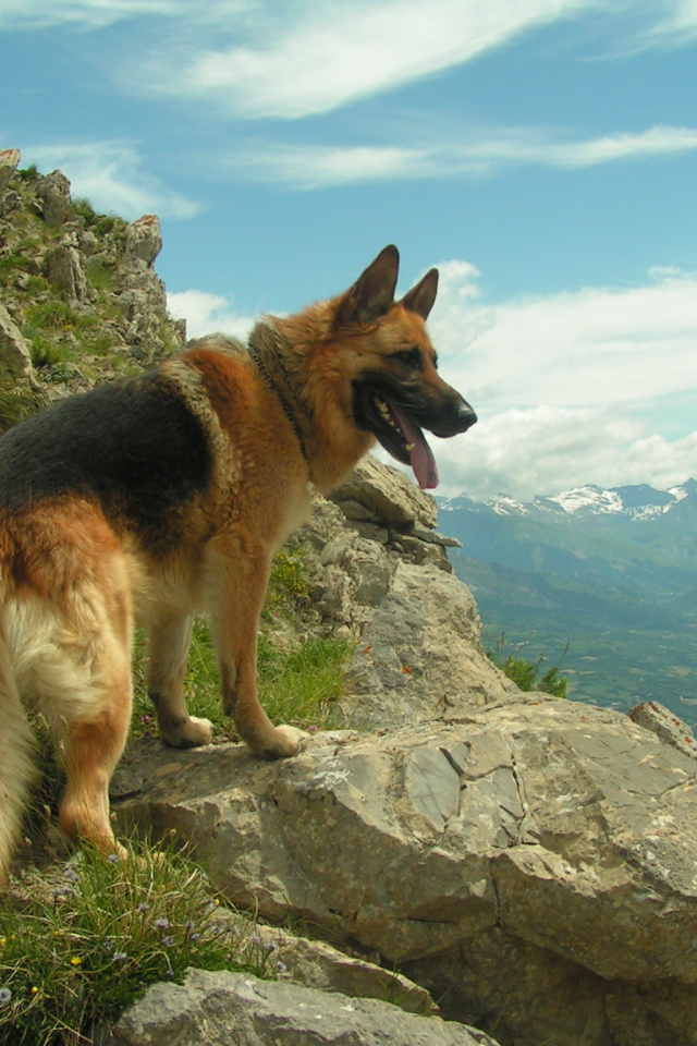German shepherd in the mountains