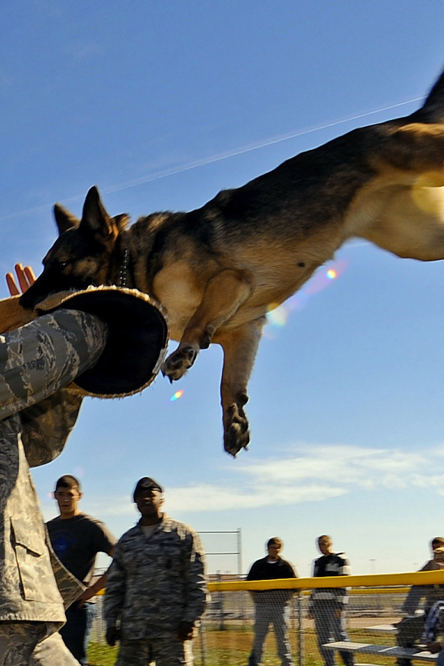 Немецкая овчарка на службе