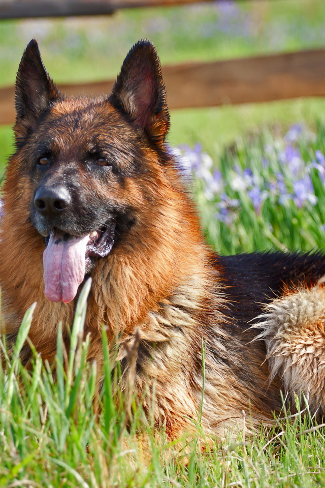 Немецкая овчарка лежит в цветах