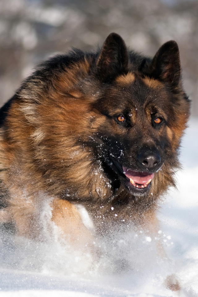 Немецкая овчарка бежит в снегу