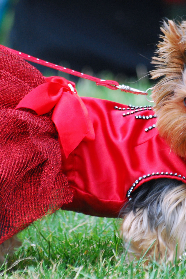 Девочка йоркширский терьер