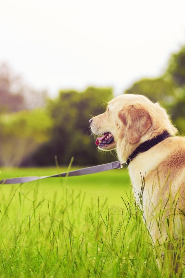 Девочка с золотым ретривером