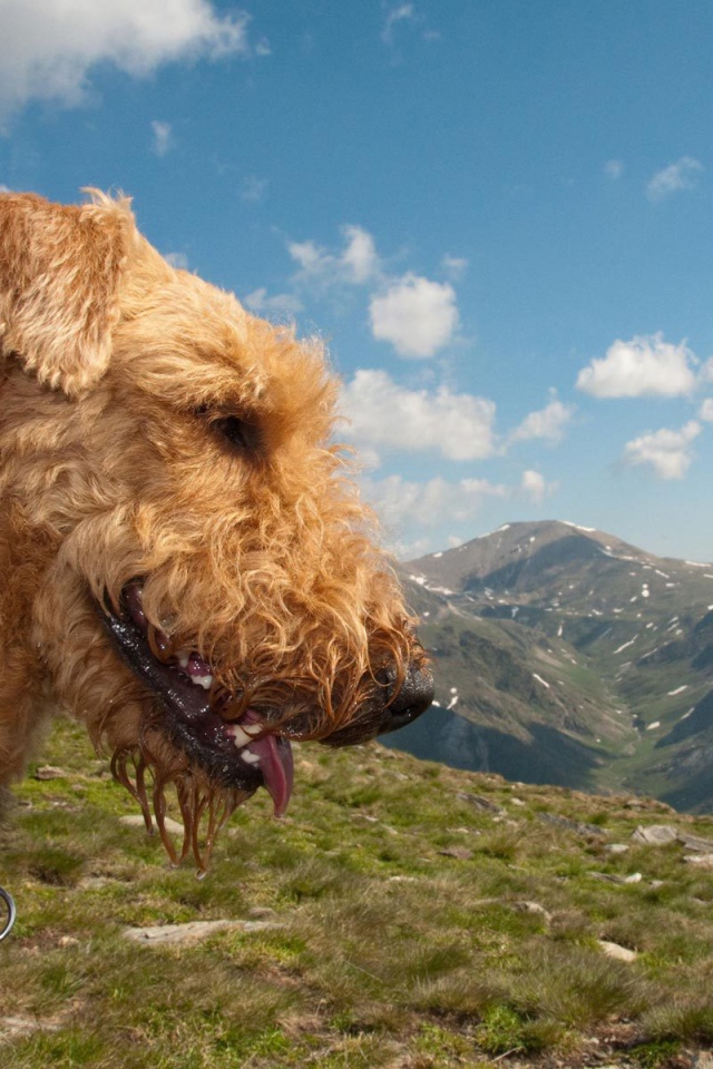 Довольный эрдельтерьер в горах