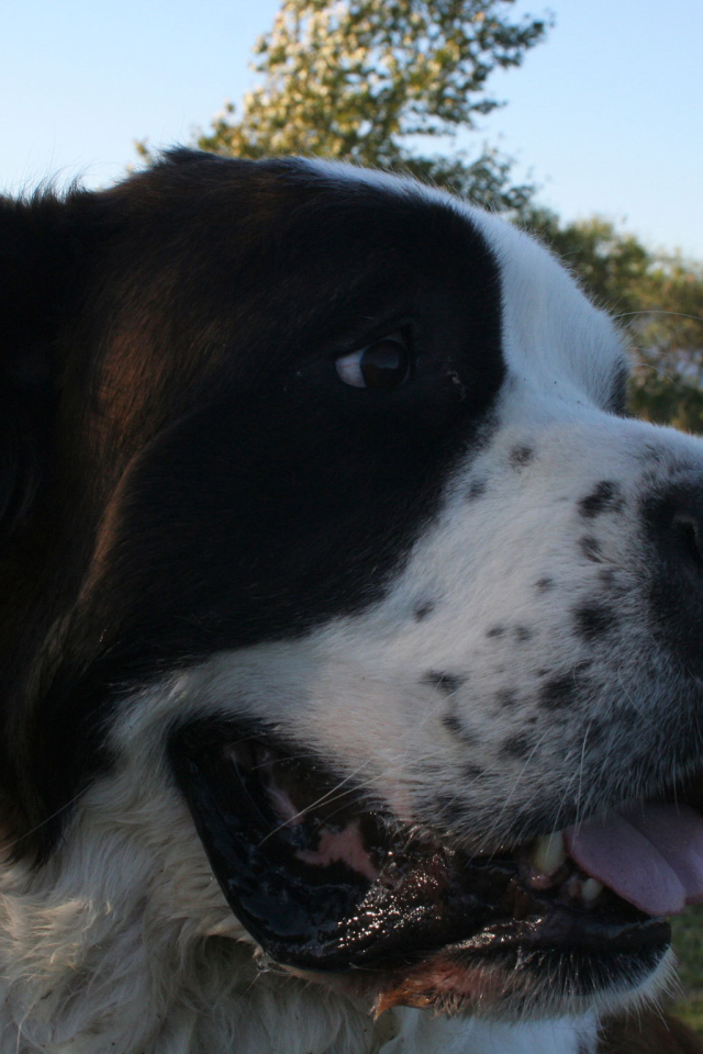 Довольный пес сенбернар