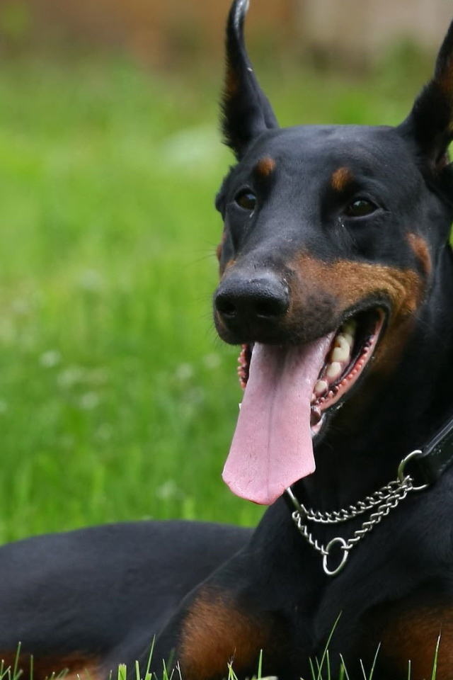 Довольный доберман с мячом