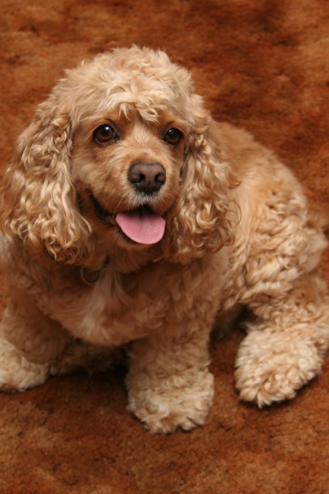 Золотой американский кокер спаниель