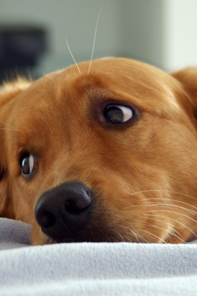 Золотой ретривер в кровати