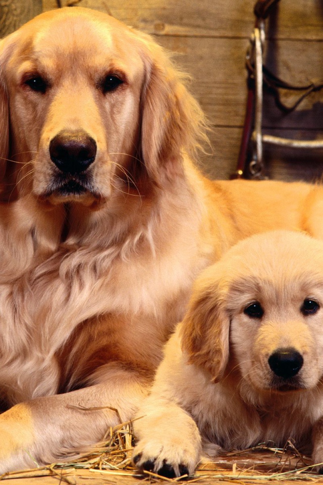 Золотой ретривер с сыном