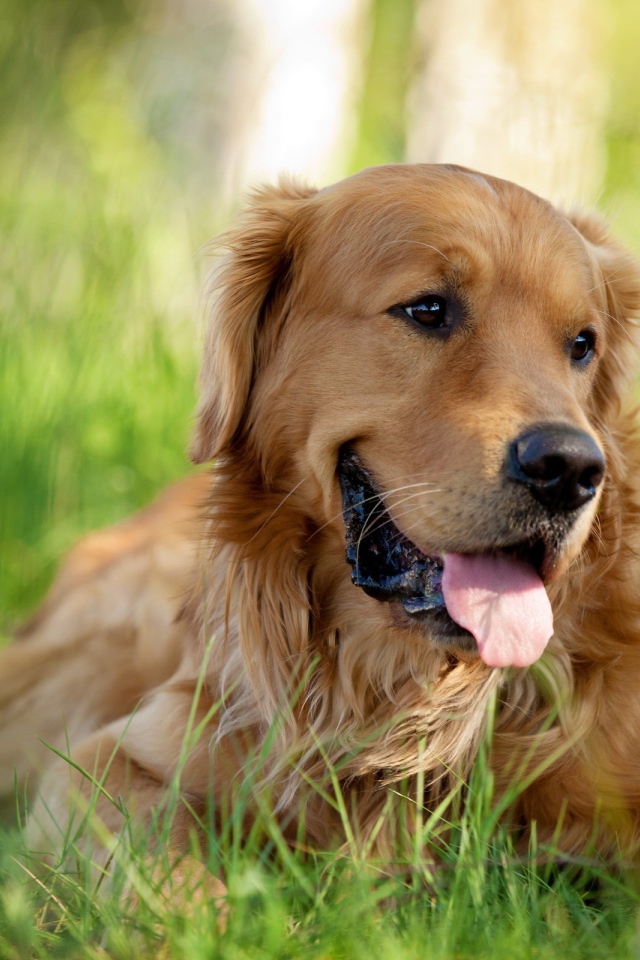 Золотой ретривер в парке