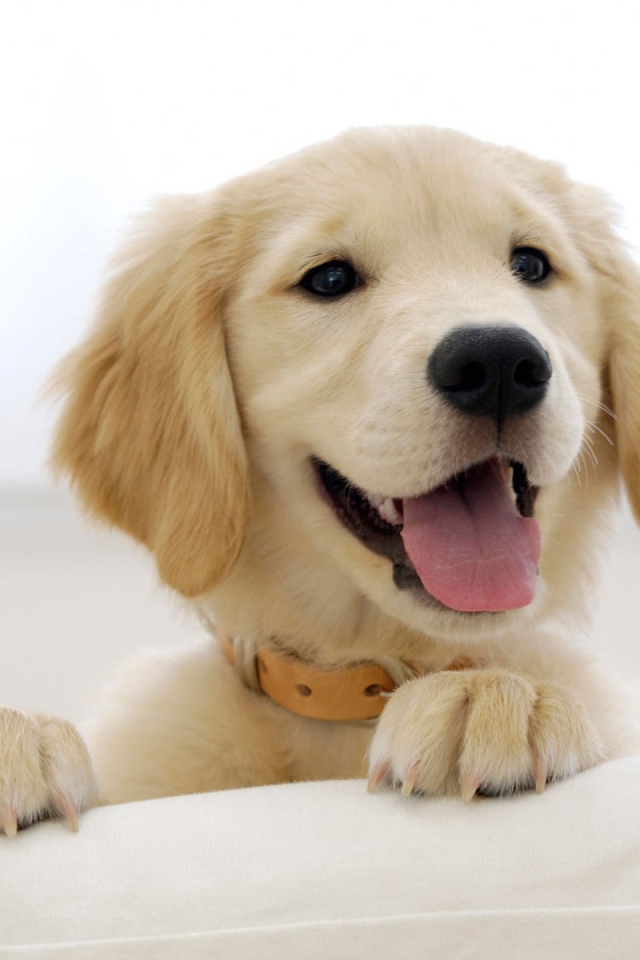 Щенок золотого ретривера 