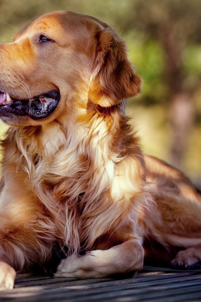 Золотой ретривер отдыхает