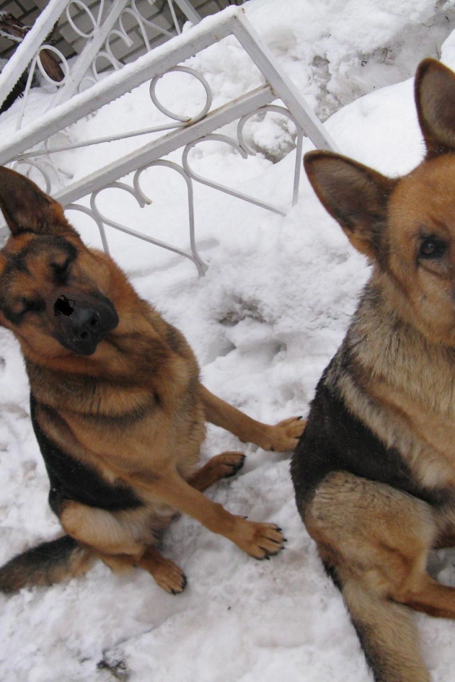 Хорошие охранники немецкие овчарки